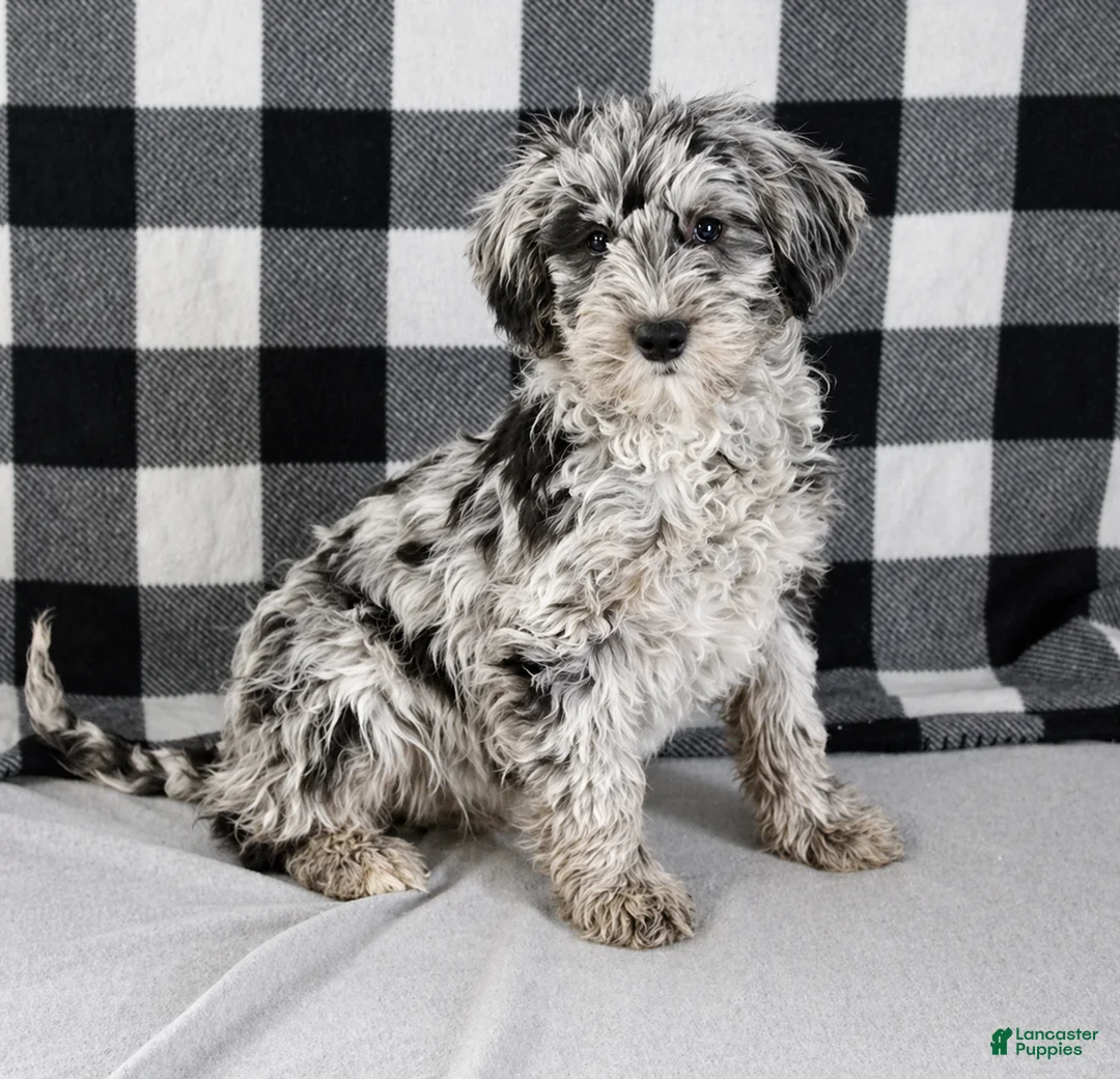 Mixed Breed dogs for sale: Raven - Ad 1