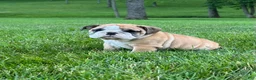 English Bulldog dogs for sale: Victor - Ad 5