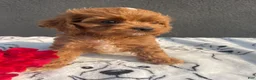 Mixed Breed dogs for sale: Raven - Ad 3