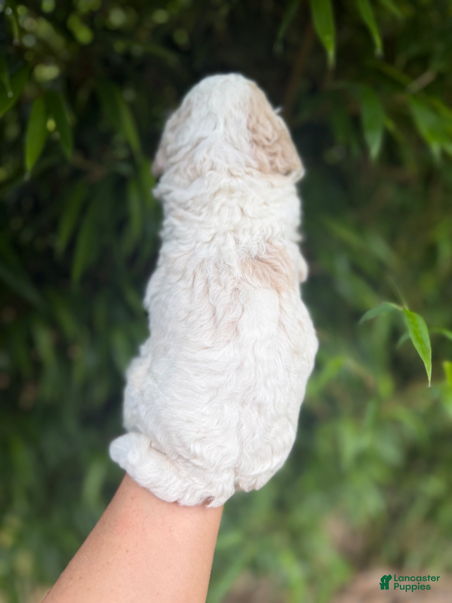 Cavachon dogs for sale: Cavachon Puppy 2 - Ad 2