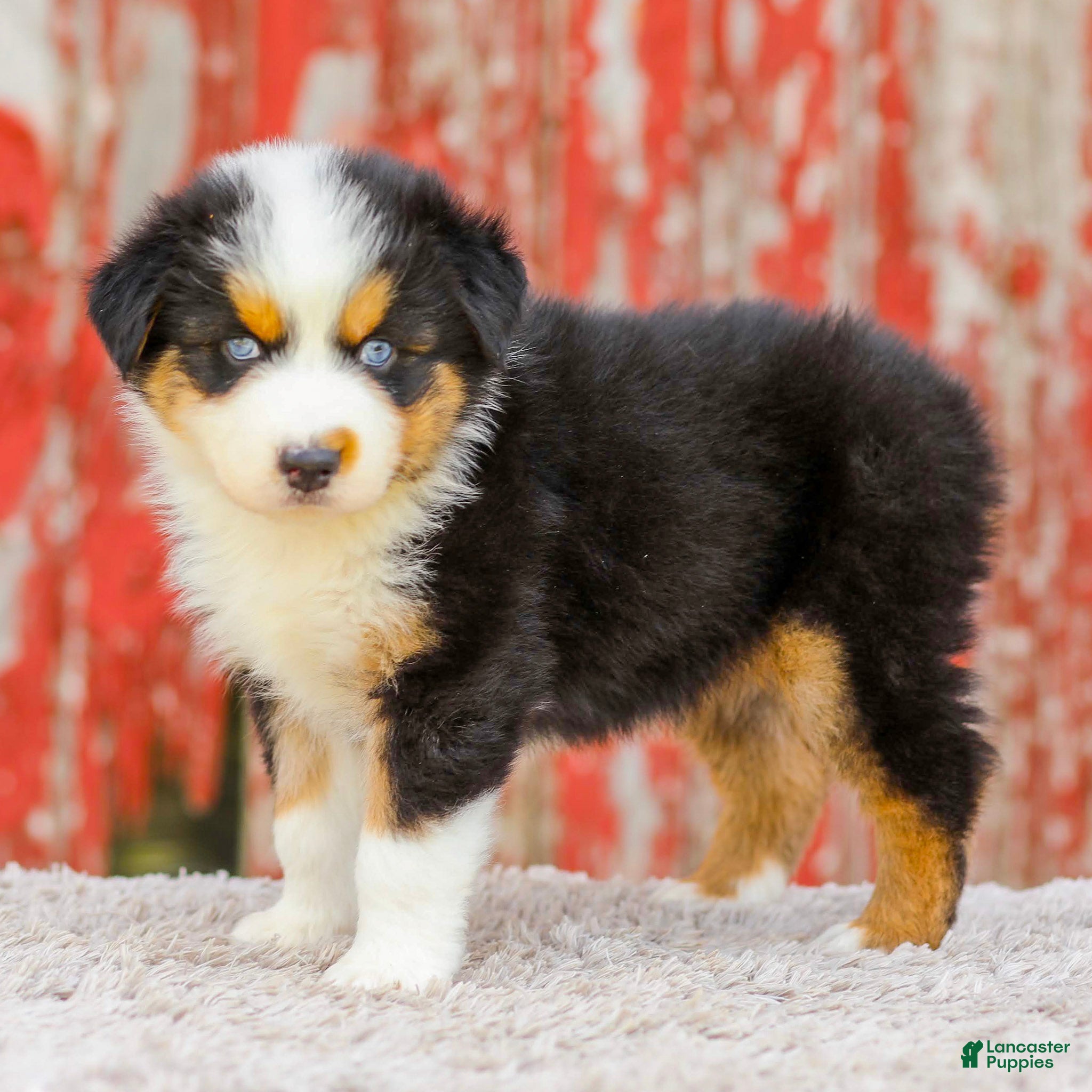 Australian Shepherd dogs Cassidy - Ad 1