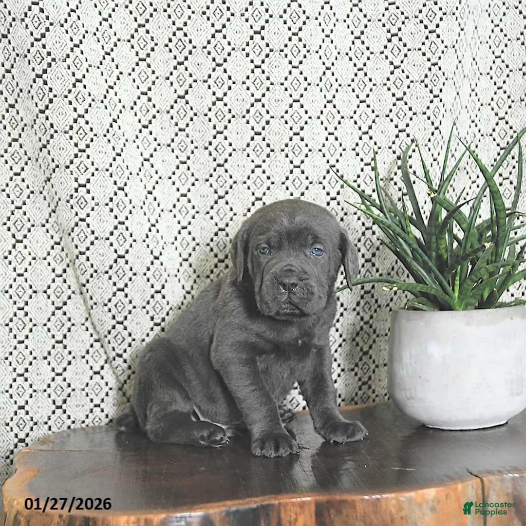 Cane Corso dogs for sale: Thor - Ad 4
