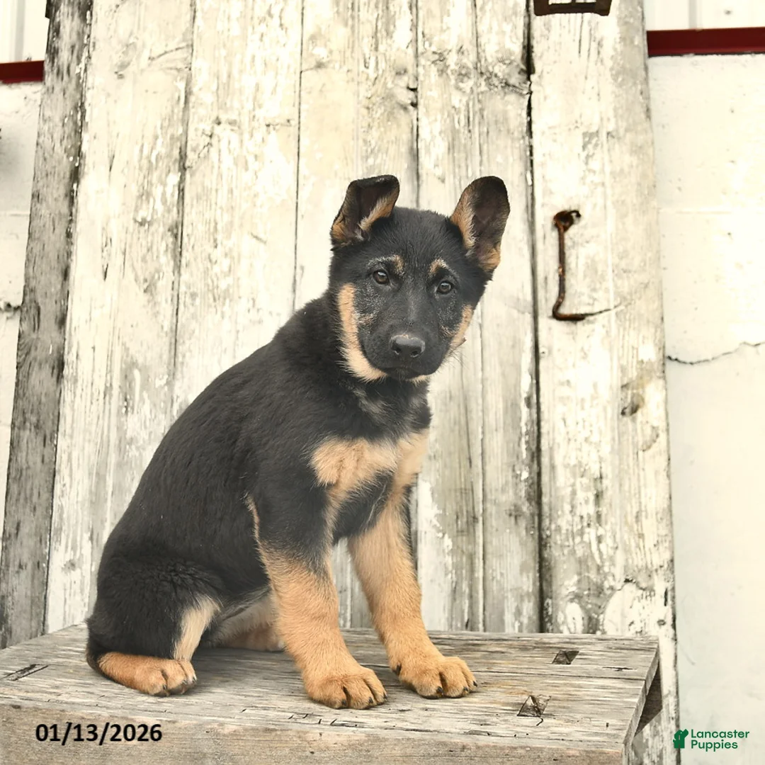 German Shepherd dogs for sale: Malerie - Ad 5