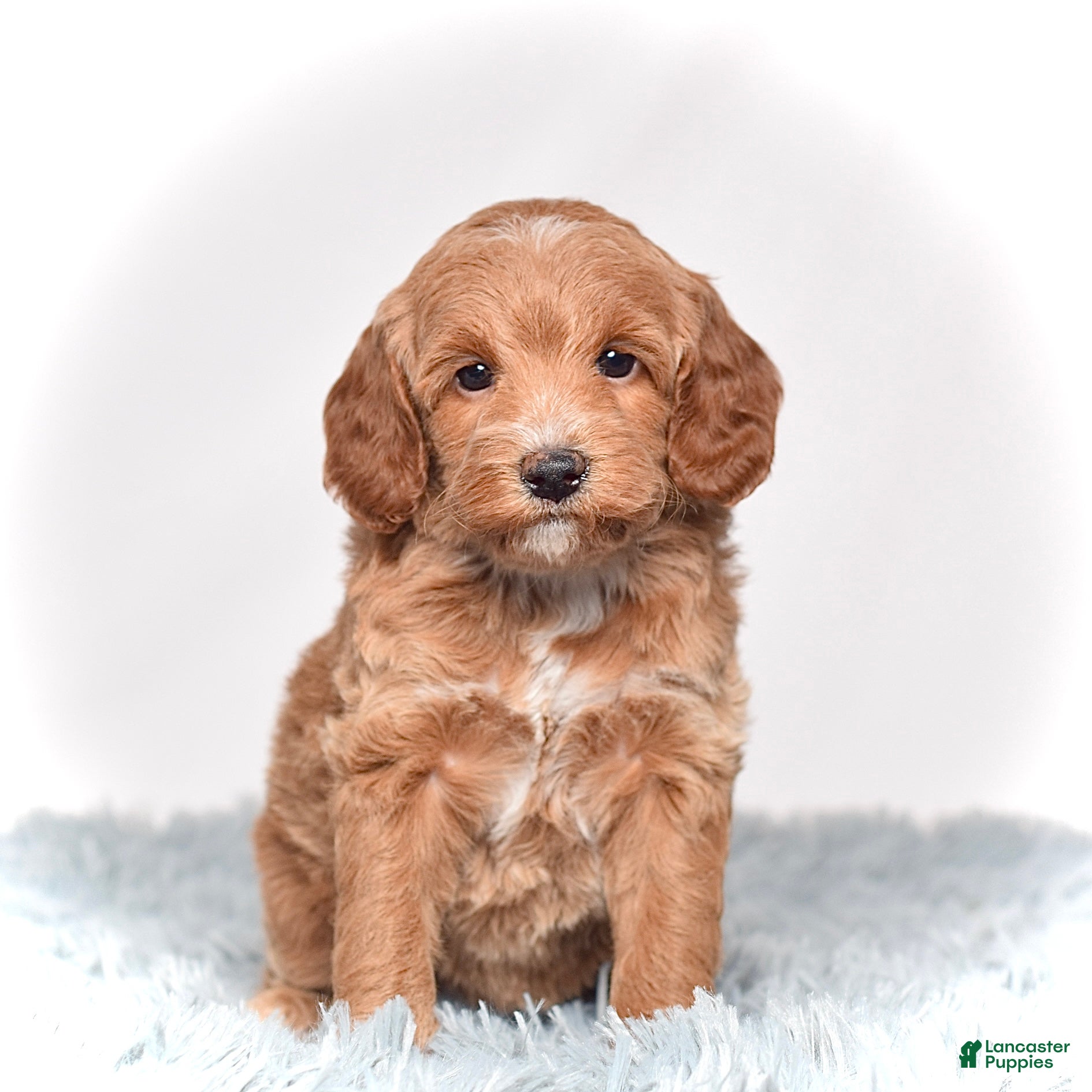 Mini Goldendoodle dogs Ms. Paisley - Ad 13