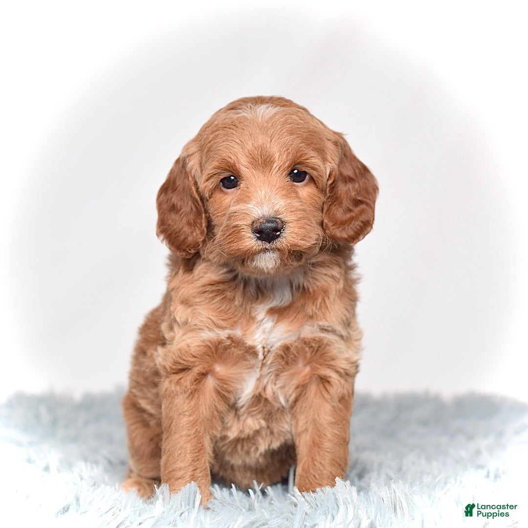 Mini Goldendoodle dogs for sale: Ms. Paisley - Ad 1