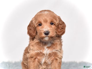 Mini Goldendoodle dogs Ms. Paisley - Ad 4