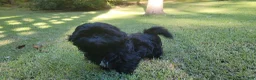 Shih Tzu dogs for sale: Sable - Ad 2