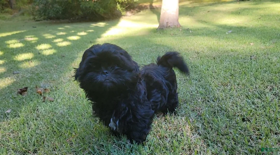 Shih Tzu dogs for sale: Sable - Ad 2