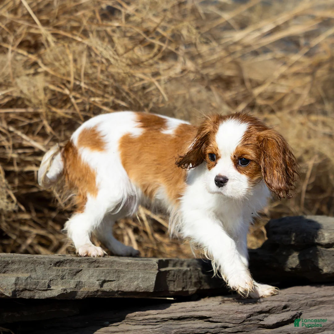 Cavalier King Charles Spaniel dogs for sale: Briar - Ad 1