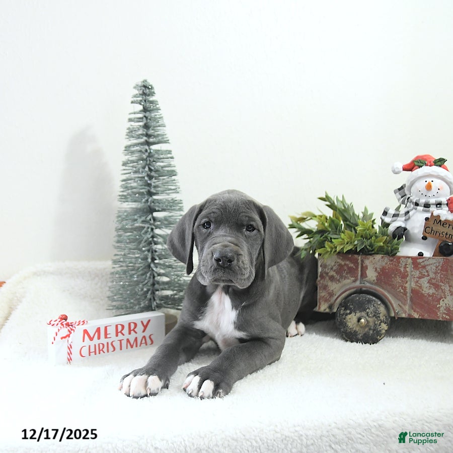 Great Dane dogs Izzy - Ad 1