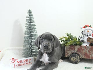 Great Dane dogs Izzy - Ad 1