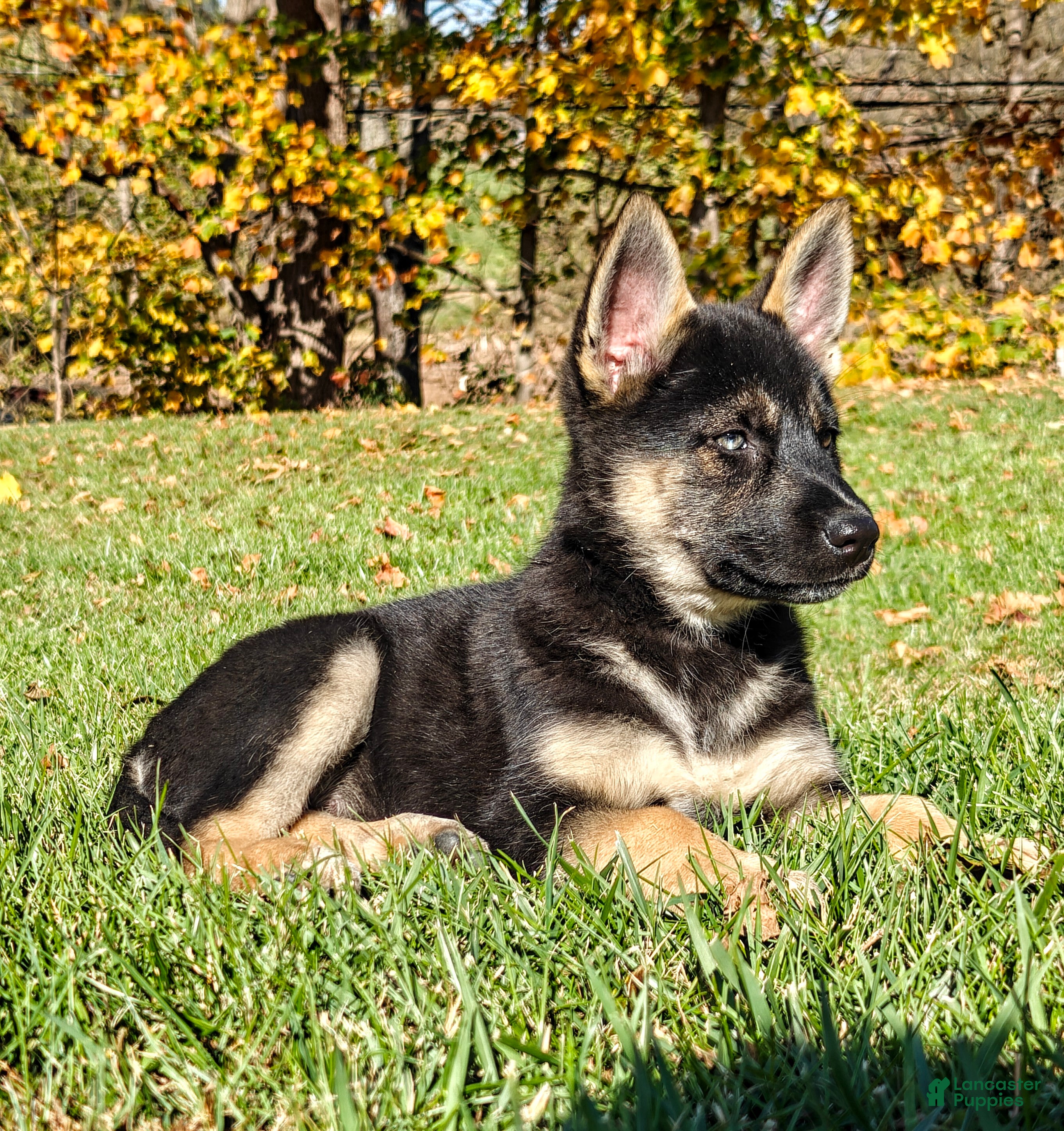 German Shepherd Mix Siberian Husky Boxer Mix Puppies For Sale