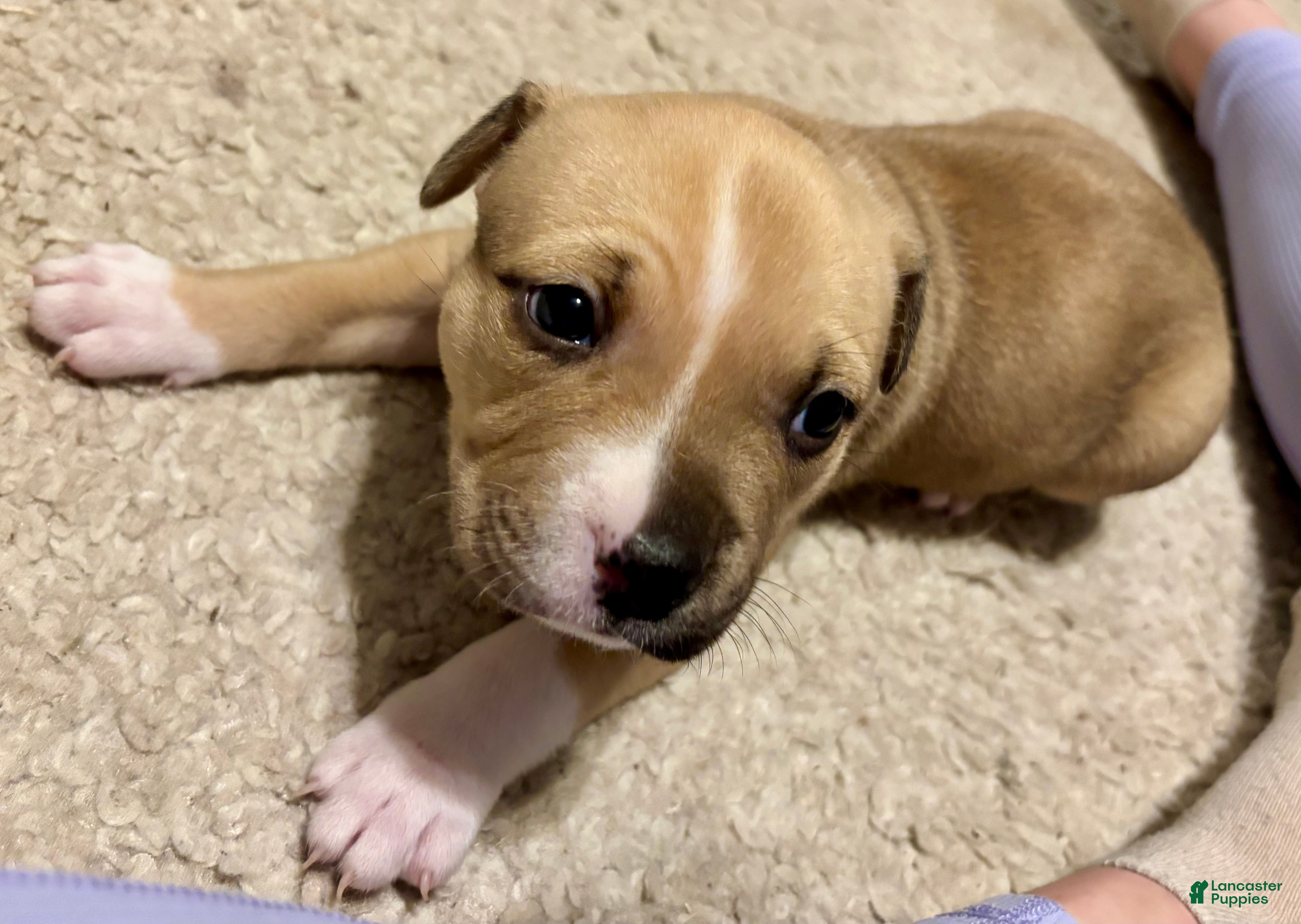 American Bully dogs Dahlia - Ad 2