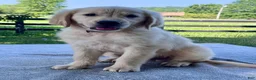 Golden Retriever dogs for sale: Ozzy - Ad 1