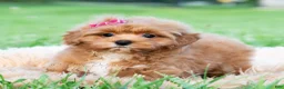 Maltipoo dogs for sale: Iris - Ad 3