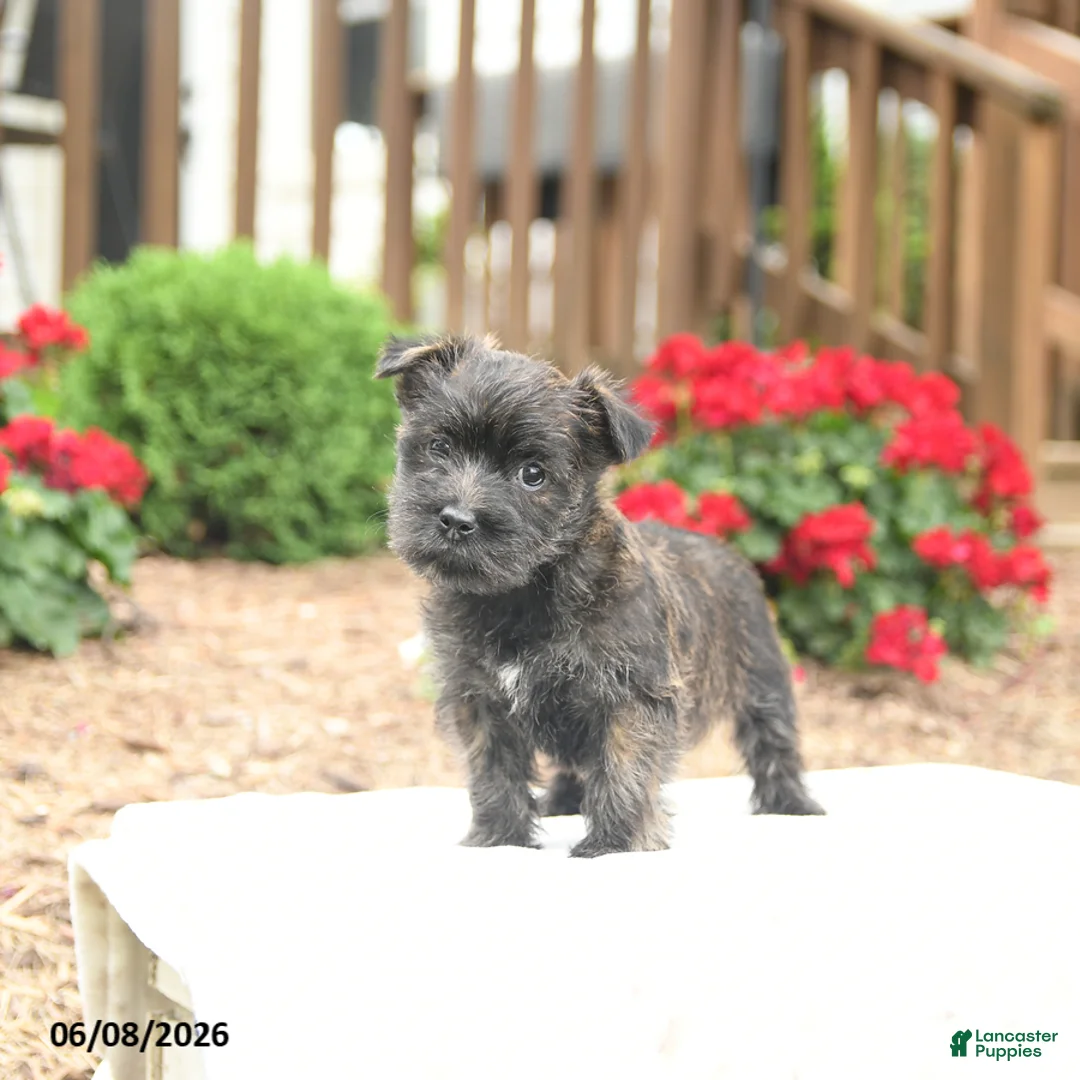 Mixed Breed dogs for sale: Shiloh - Ad 2