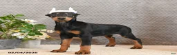 Doberman Pinscher dogs for sale: Ziva - Ad 4