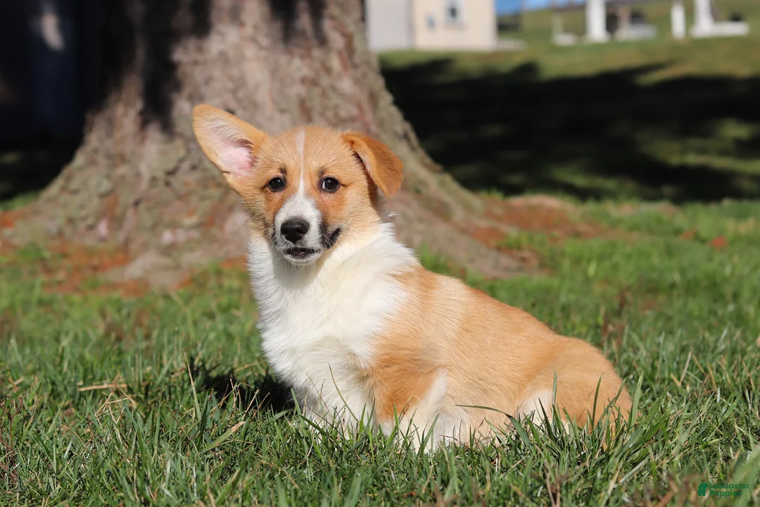 Welsh Corgi Pembroke dogs for sale: Valentine - Ad 2