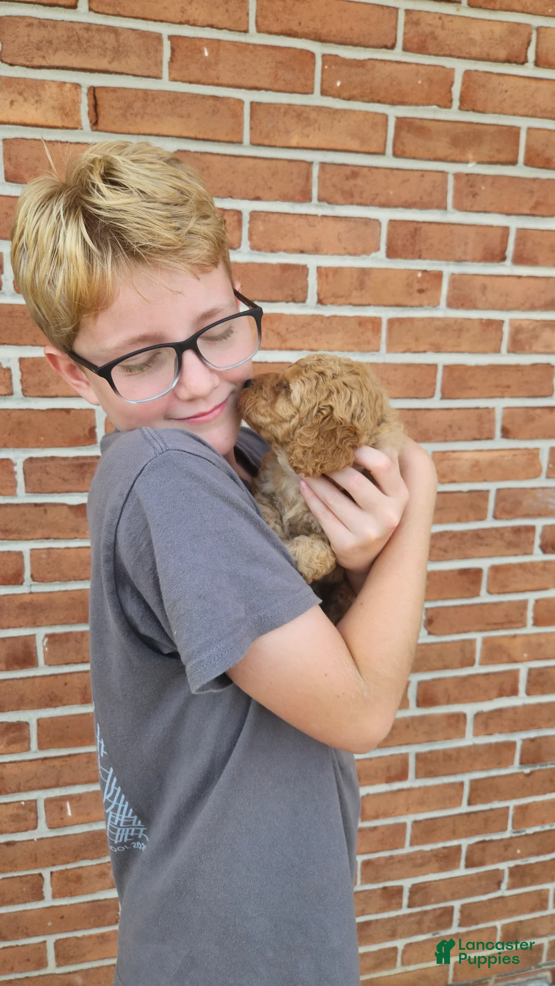 Mini Goldendoodle dogs for sale: Sandy - Ad 2