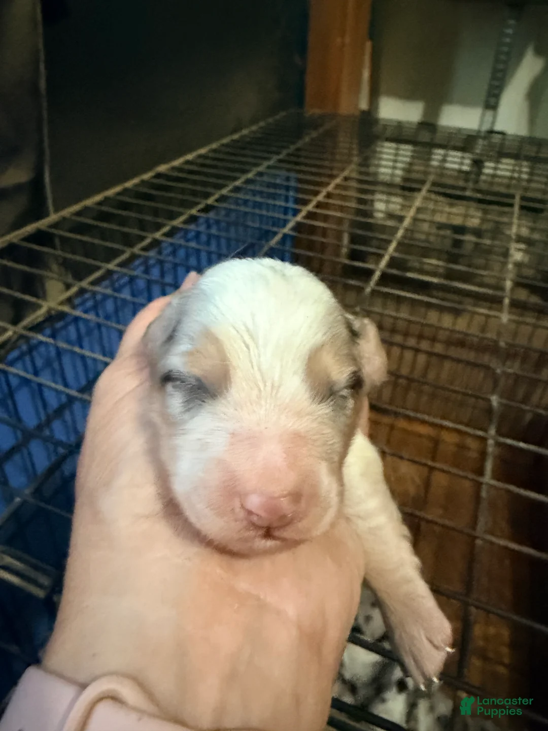 Mixed Breed dogs for sale: Mixed Breed 5 - Ad 1