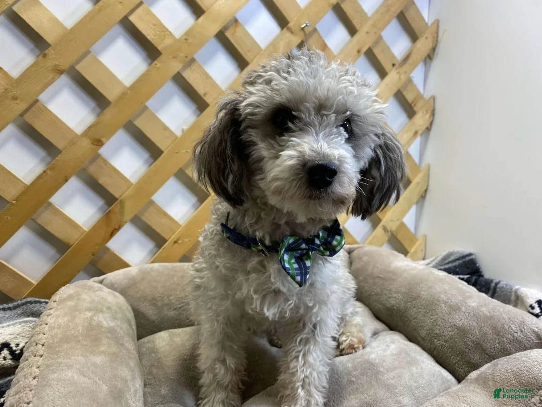 Labradoodle dogs for sale: Kyle (Boy) - Ad 11