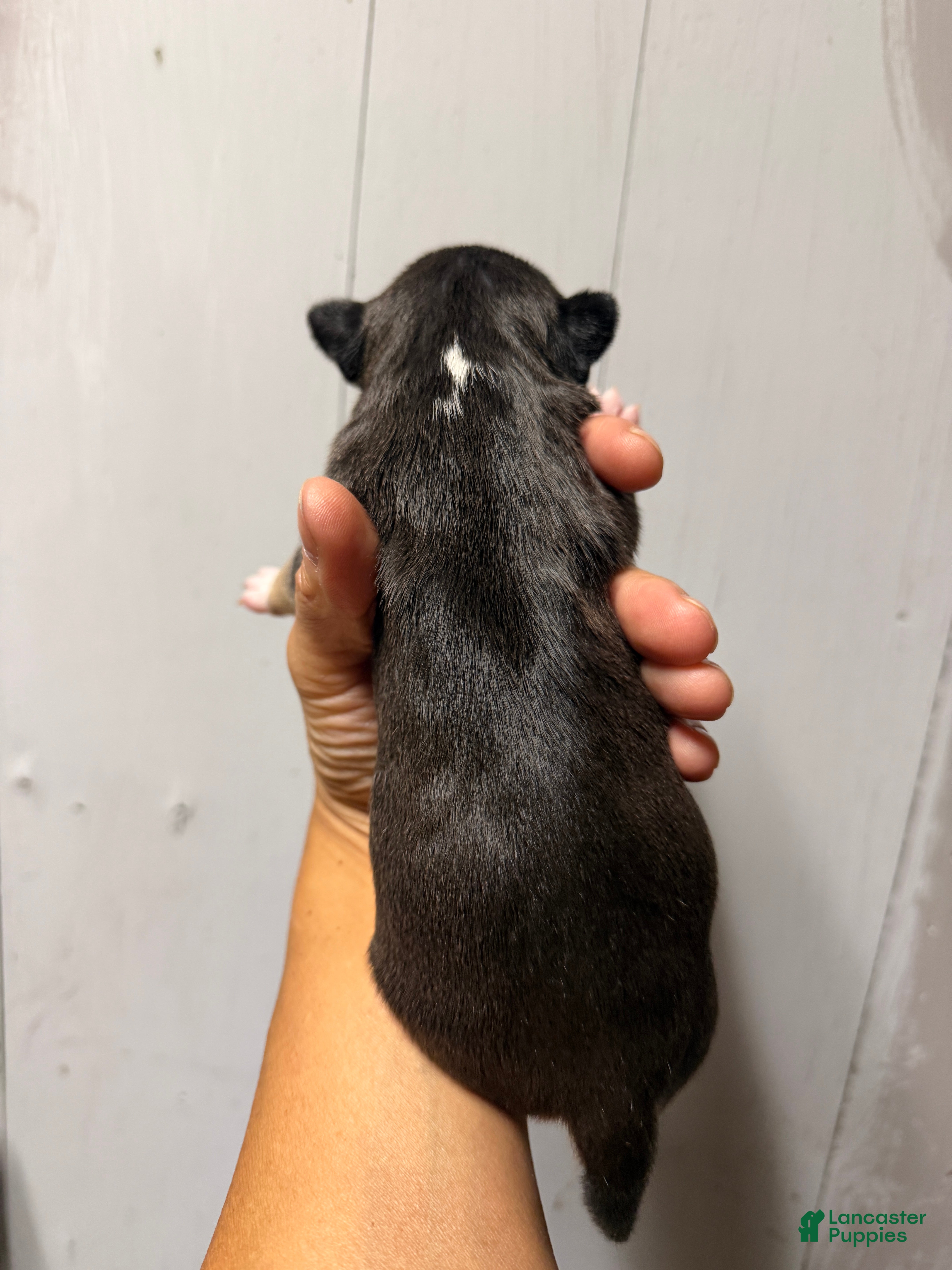 Miniature Bull Terrier dogs Athena  - Ad 2