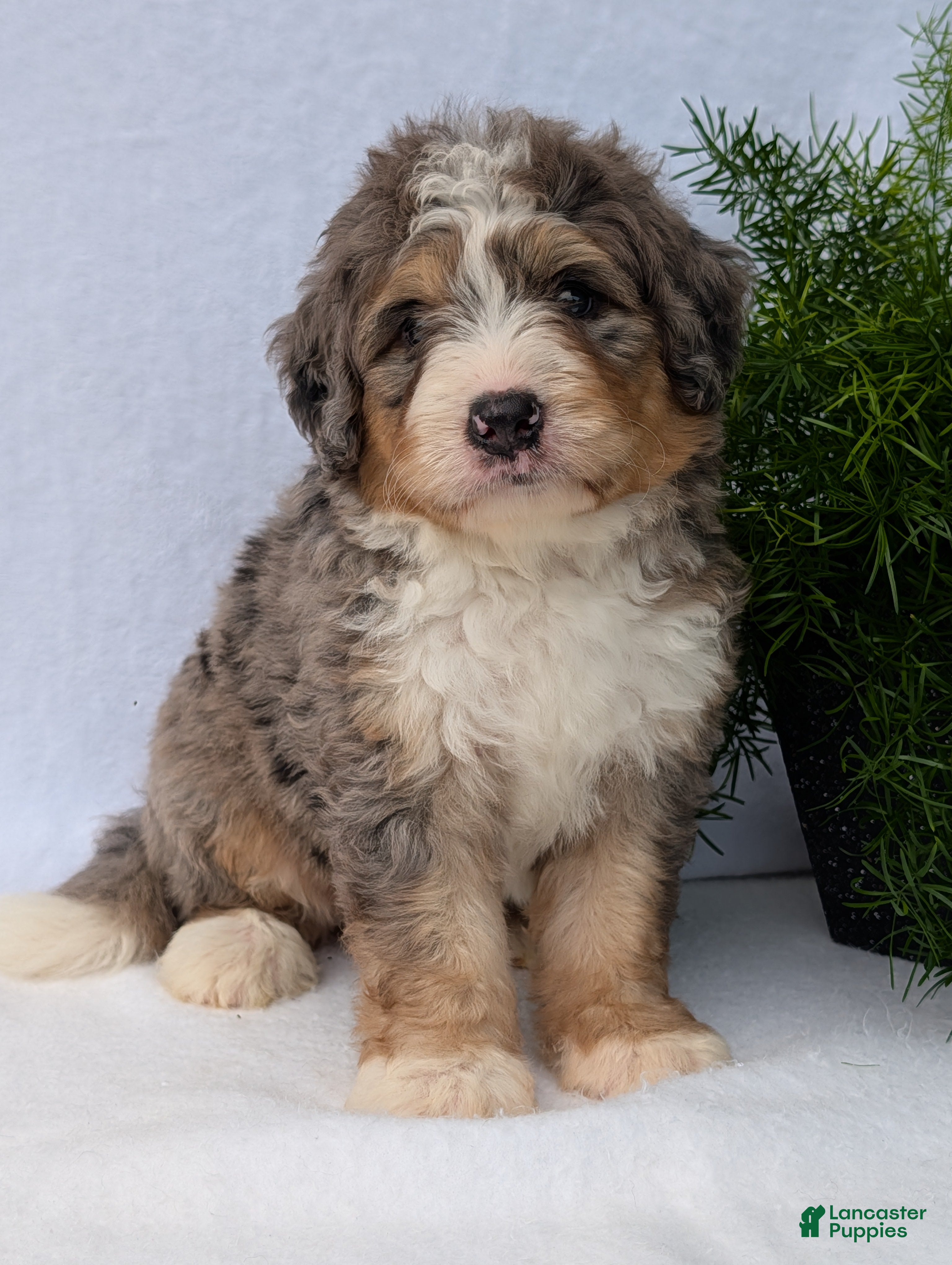 Mini Bernedoodle dogs Mini Baker  - Ad 2