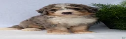 Mini Bernedoodle dogs for sale: Mini Baker  - Ad 2