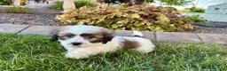 Mixed Breed dogs for sale: Lhasa/Coton male 4 - Ad 8