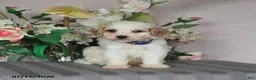 Cavapoo dogs for sale: Louie - Ad 3