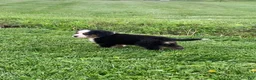Bernese Mountain Dog dogs for sale: Comanche  - Ad 11