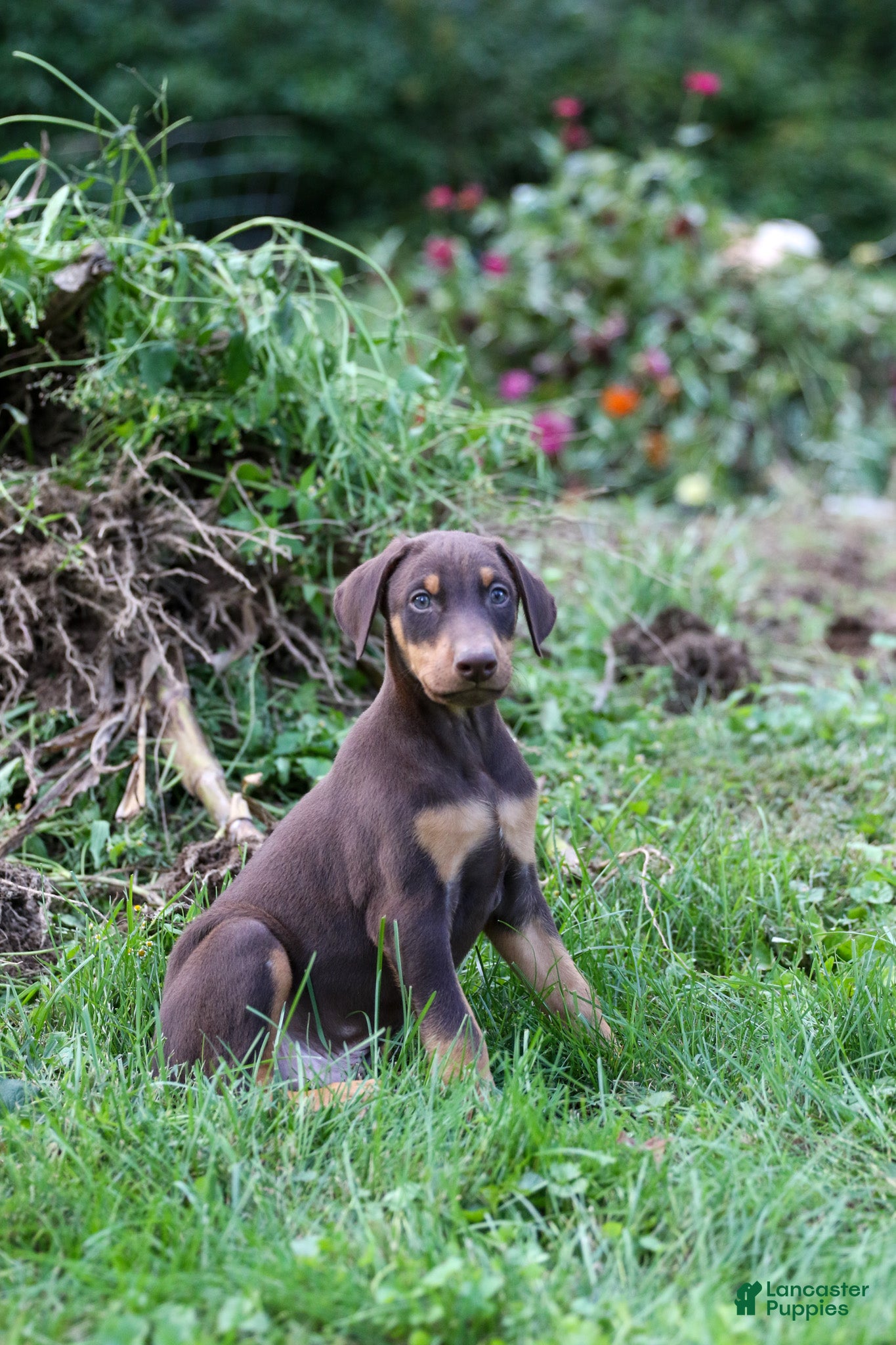 Doberman Pinscher dogs REACHEL - Ad 1