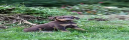 Doberman Pinscher dogs for sale: REACHEL - Ad 1