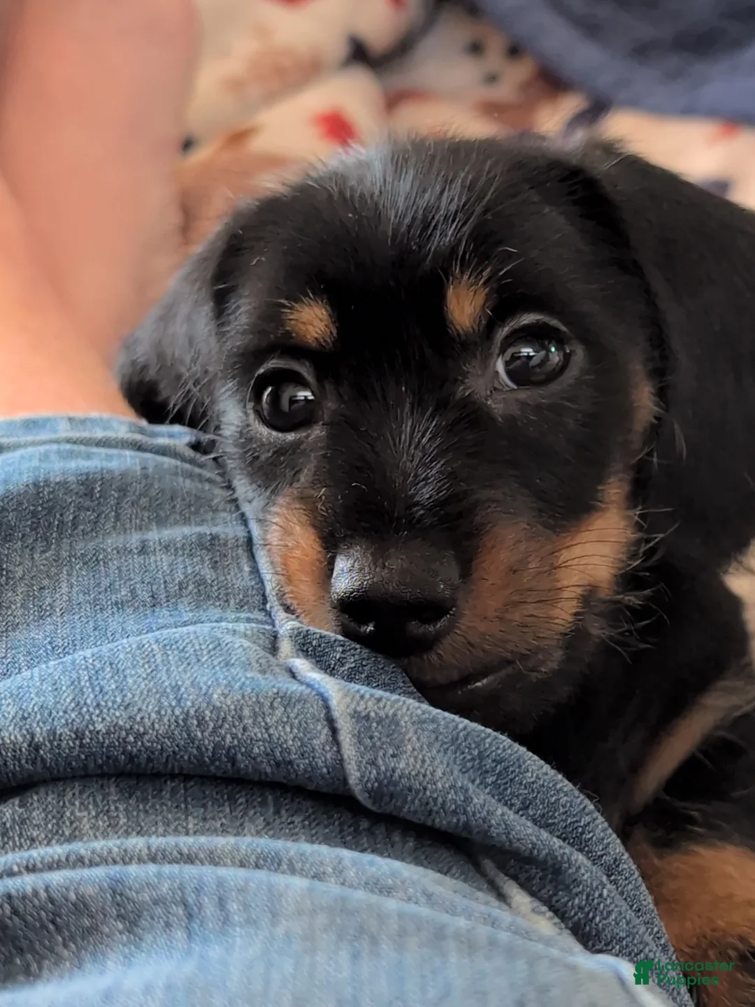 Miniature Dachshund dogs for sale: This is Harry or Magnum Force. - Ad 2