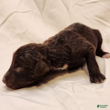 Mini Aussiedoodle dogs for sale: Pluto_Male Red Tuxedo - Ad 3