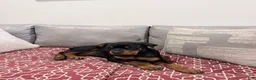 Rottweiler dogs for sale: Light pink Collar Girl - Ad 2