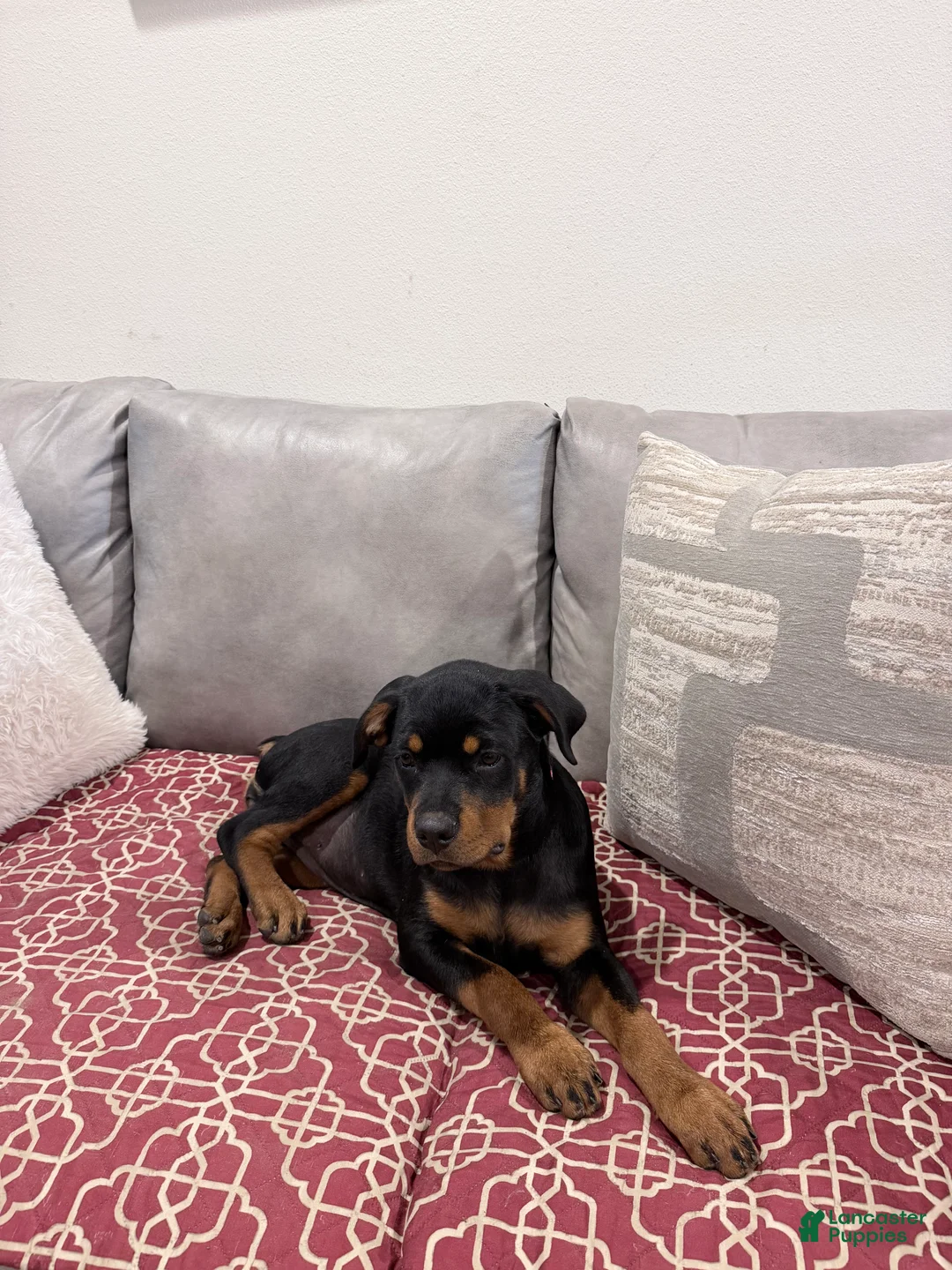 Rottweiler dogs for sale: Light pink Collar Girl - Ad 2