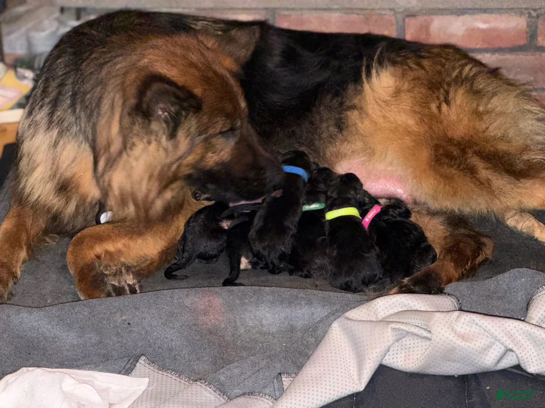 German Shepherd dogs for sale: Lh Champion bred import girl - Ad 23