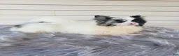 Pomeranian dogs for sale: Ollie  - Ad 7