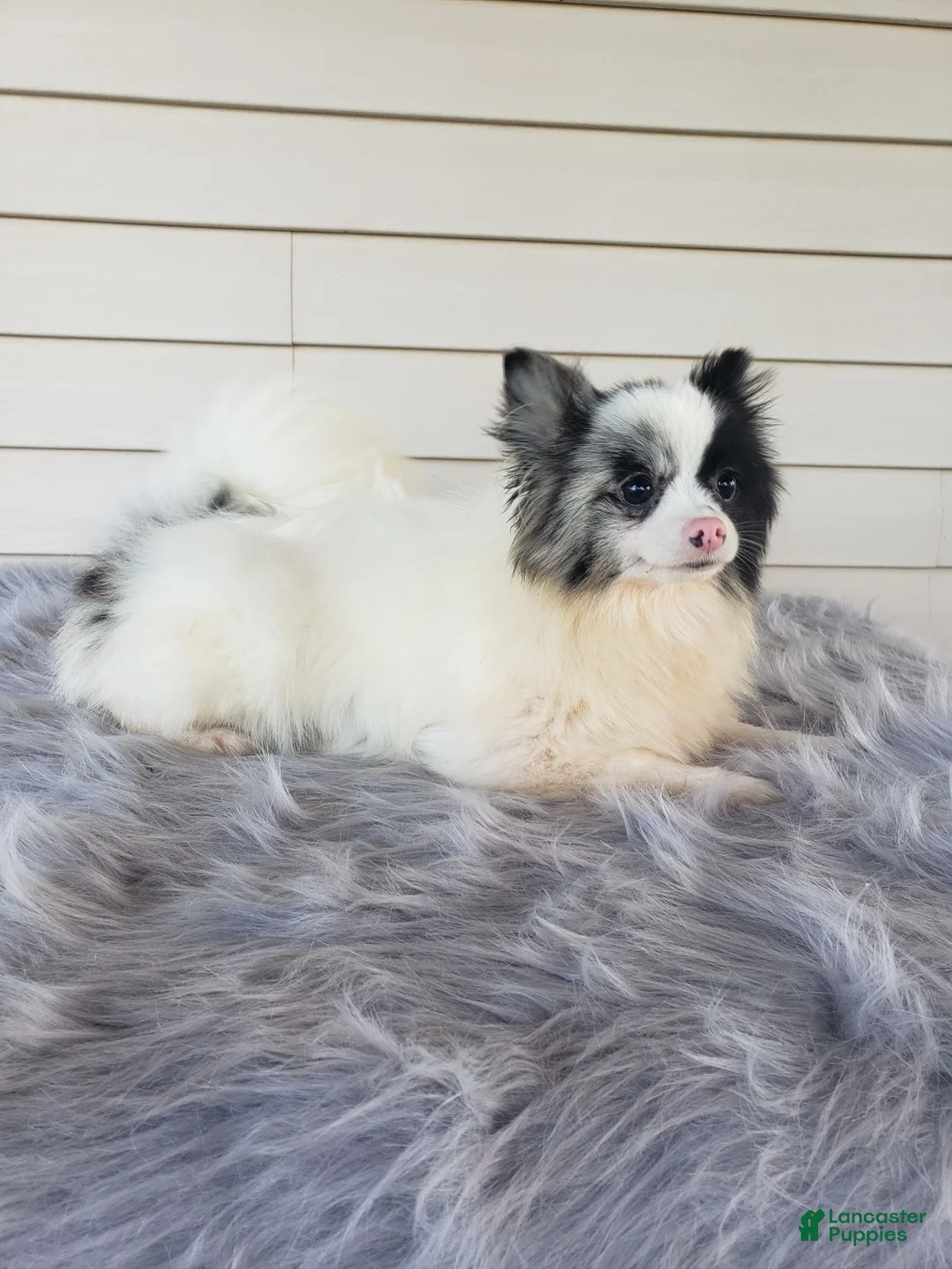Pomeranian dogs for sale: Mia  - Ad 8