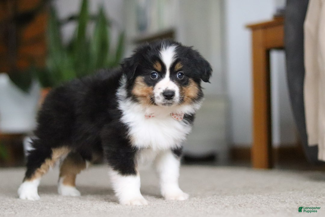 Miniature Australian Shepherd dogs for sale: Macy - Ad 6