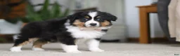 Miniature Australian Shepherd dogs for sale: Macy - Ad 6