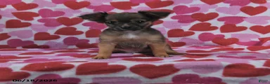 Toby