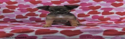 Chihuahua dogs for sale: Toby - Ad 1