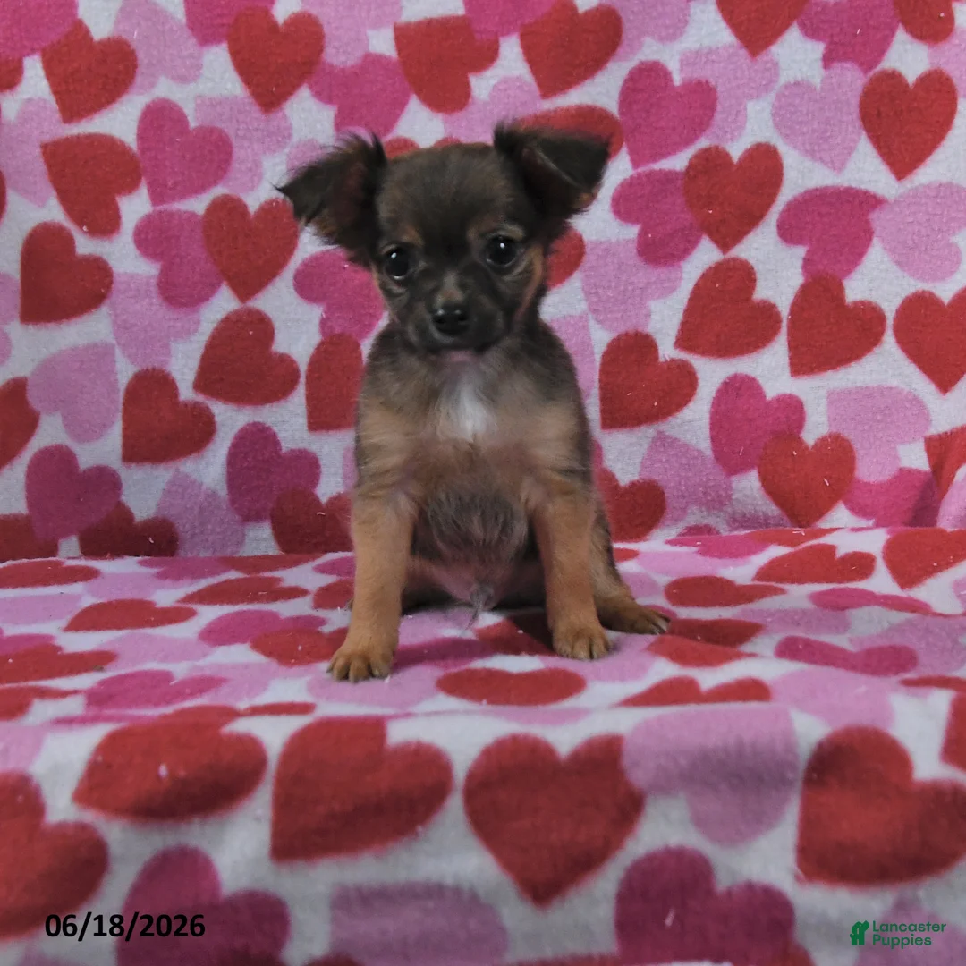 Chihuahua dogs for sale: Toby - Ad 1
