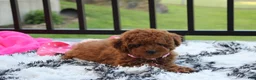 Miniature Poodle dogs for sale: Sasha  - Ad 3