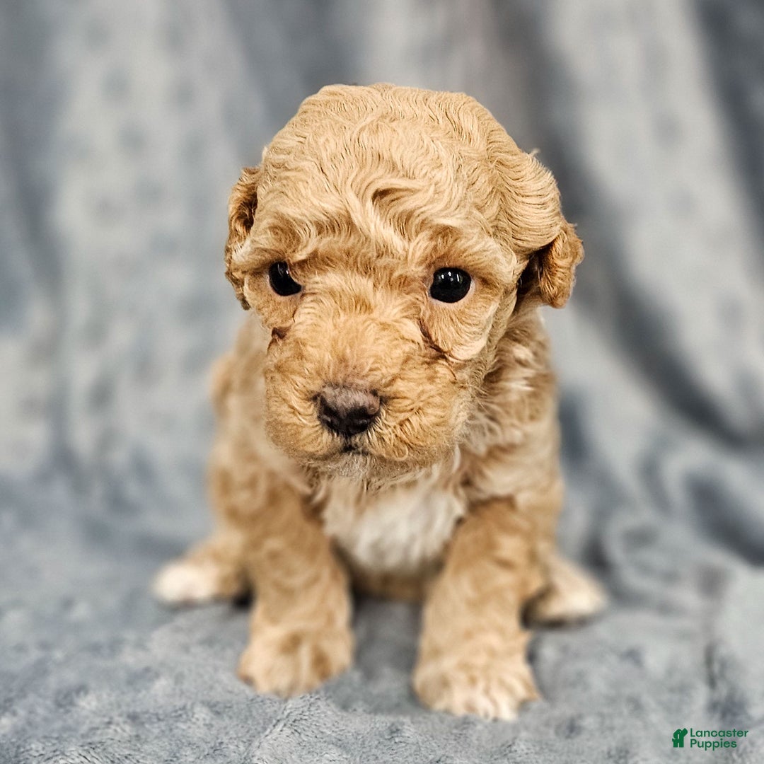 Standard Poodle dogs for sale: Cannon - Ad 1