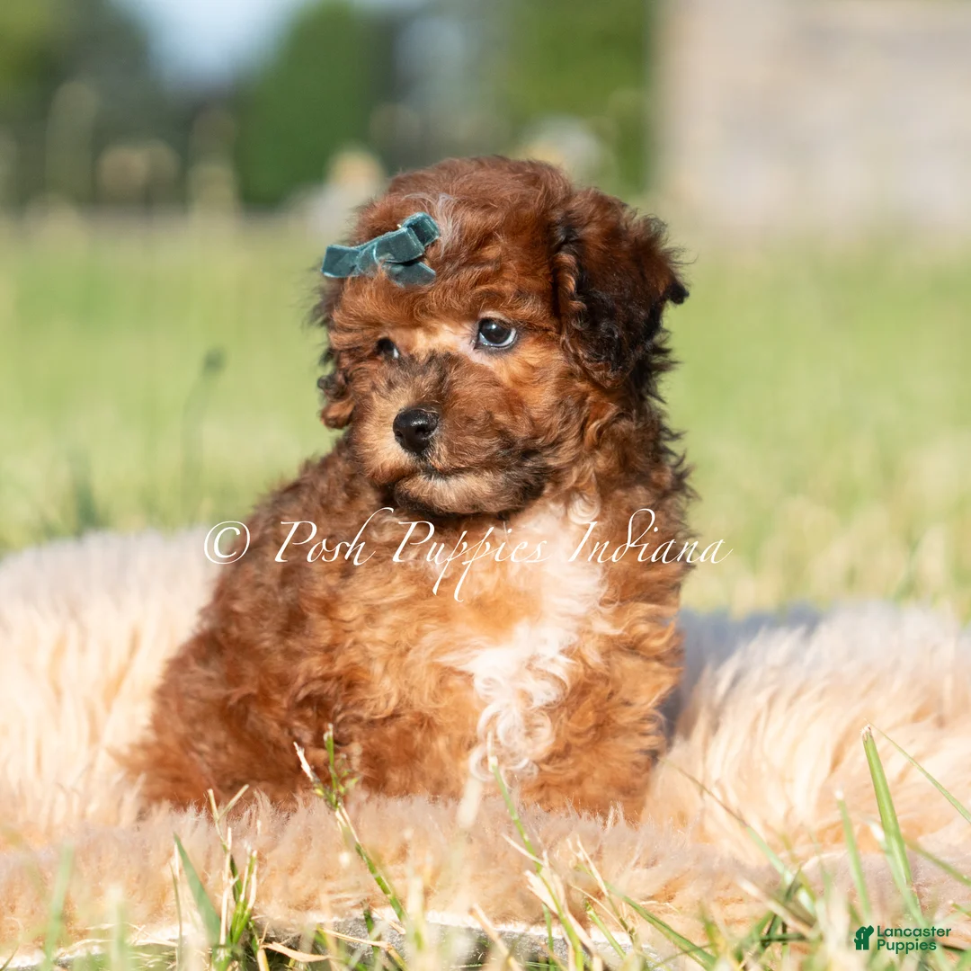 Toy Poodle dogs for sale: Rue AKC - Ad 2