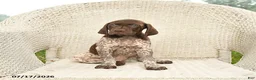 German Shorthaired Pointer dogs for sale: Dusty - Ad 5