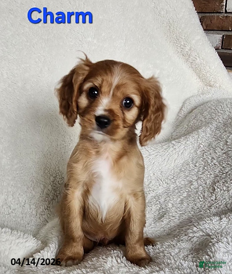 Cavapoo dogs Charm  - Ad 31